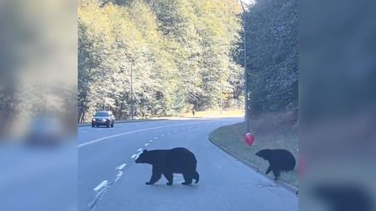 Osos juegan con globo en la carretera