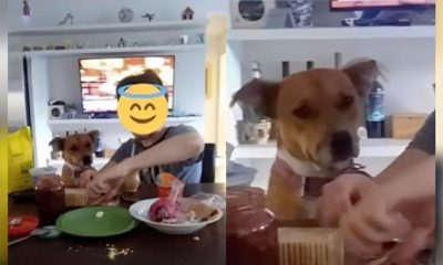 Perrito se escapa para desayunar con la vecina