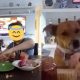 Perrito se escapa para desayunar con la vecina