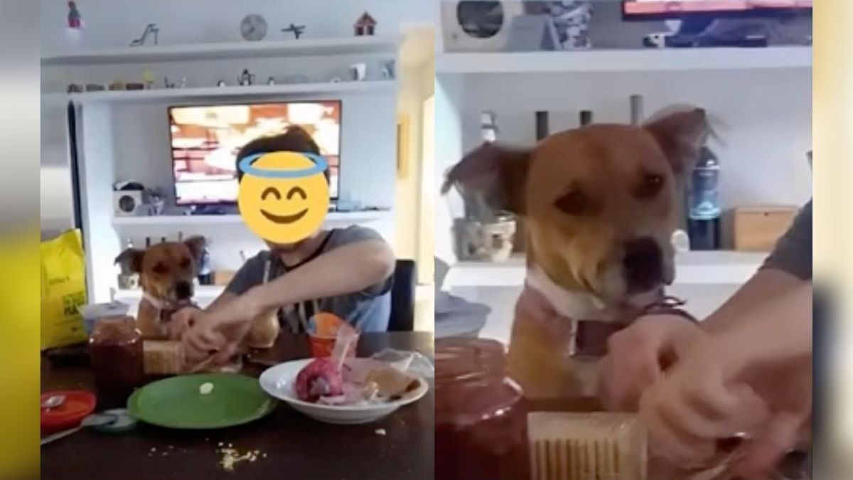 Perrito se escapa para desayunar con la vecina