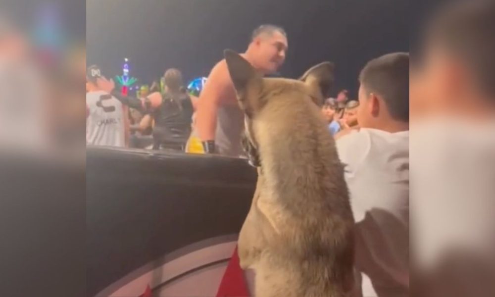 Perrito causa sensación en lucha libre