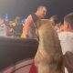 Perrito causa sensación en lucha libre