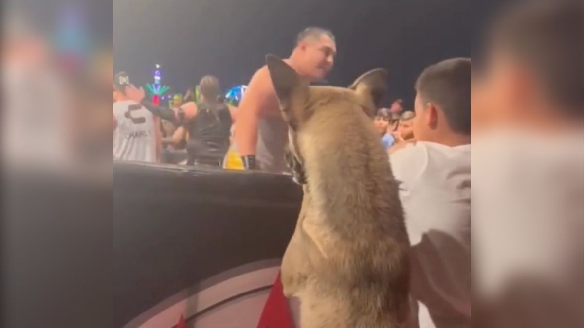 Perrito causa sensación en lucha libre