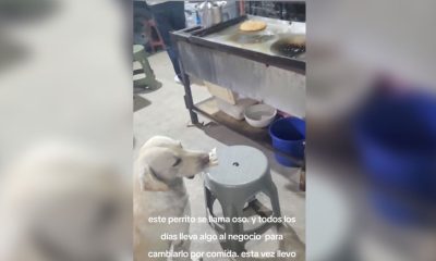 Perrito paga su comida con objetos