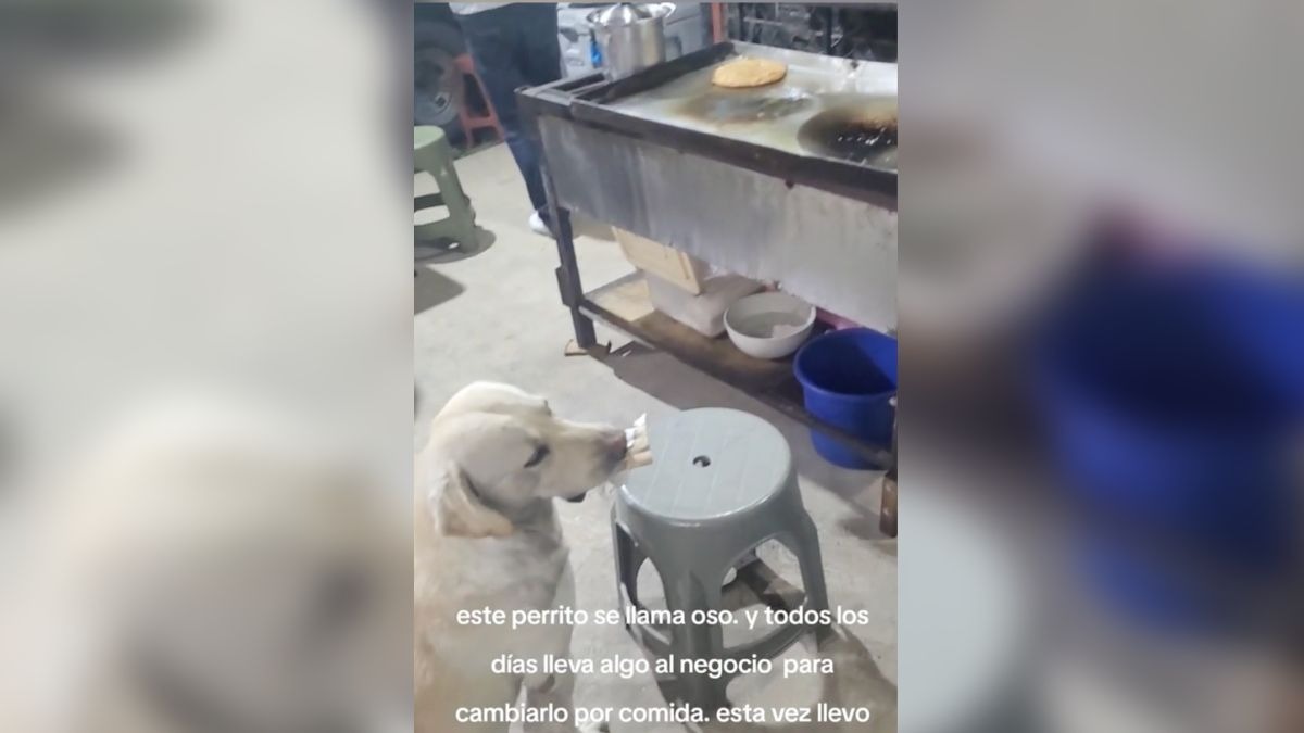 Perrito paga su comida con objetos