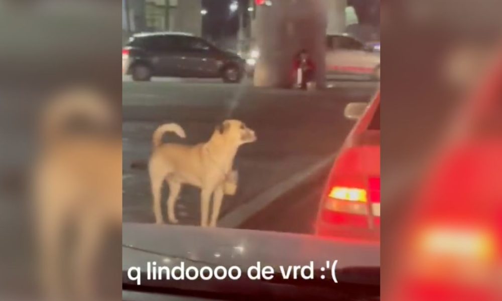 Perrito pide dinero en crucero