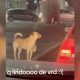 Perrito pide dinero en crucero