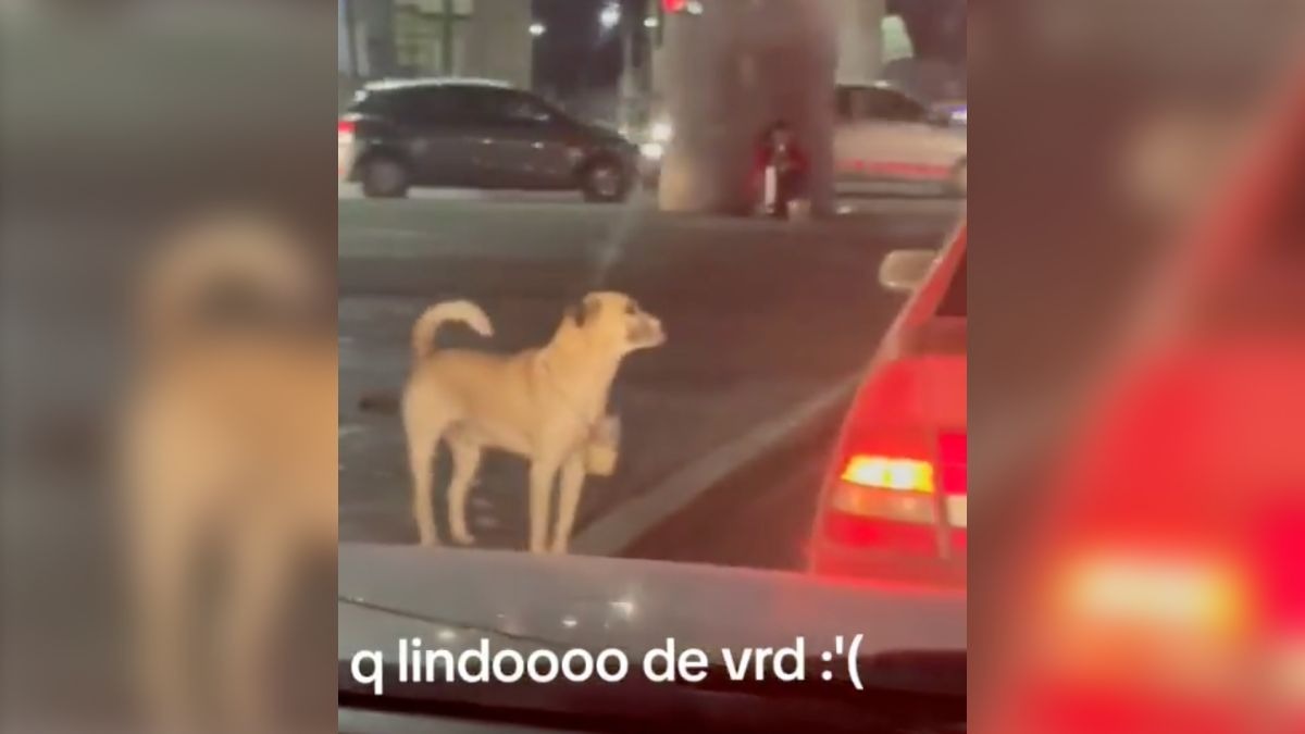 Perrito pide dinero en crucero