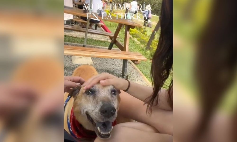 Joven documenta el último día de su perrito Trompas