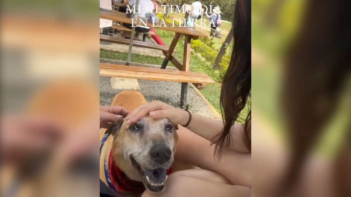 Joven documenta el último día de su perrito Trompas