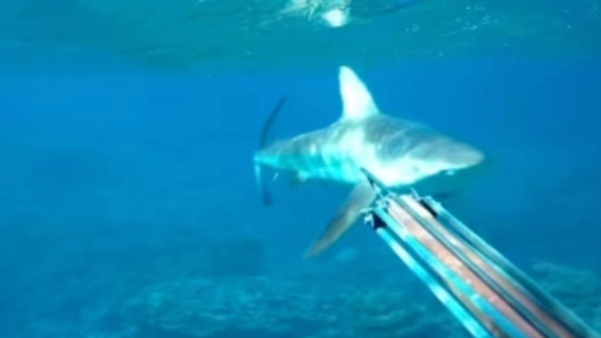 ataque de tiburón