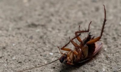 Hombre explota su departamento por matar a una cucaracha
