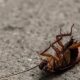 Hombre explota su departamento por matar a una cucaracha