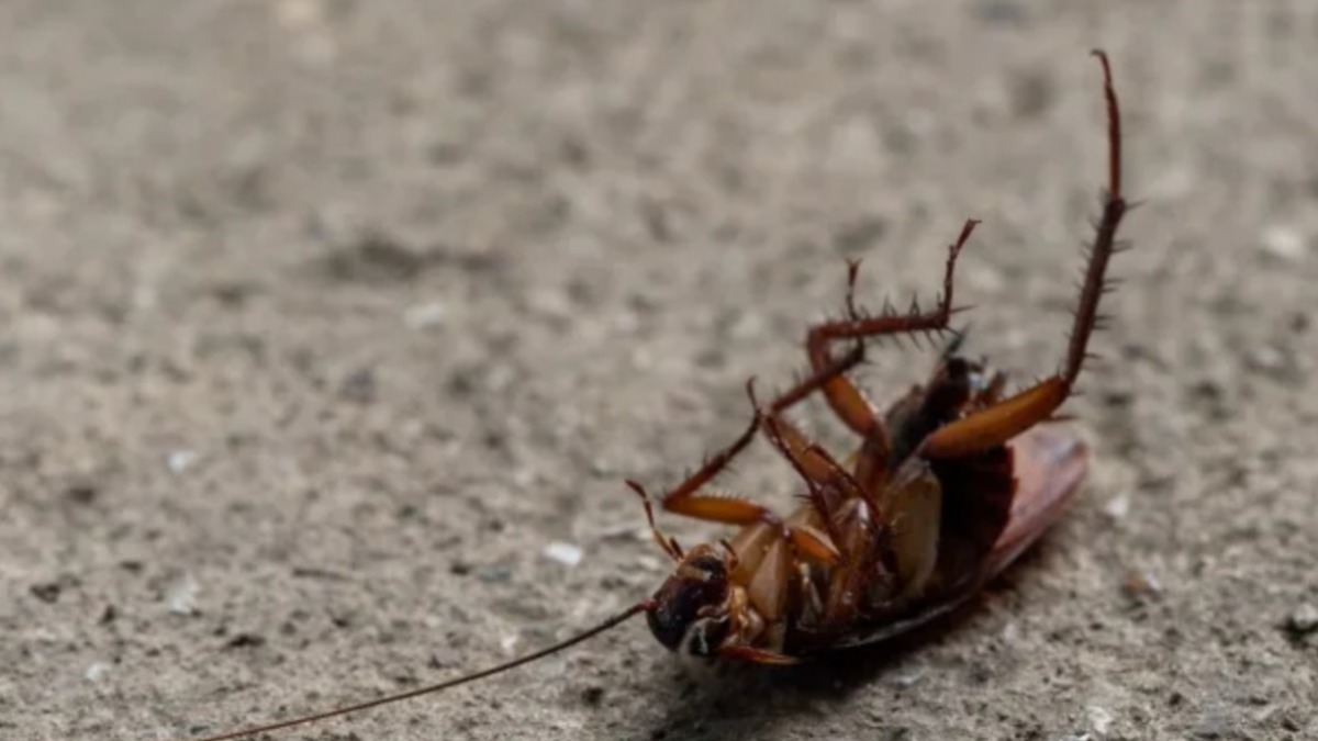 Hombre explota su departamento por matar a una cucaracha