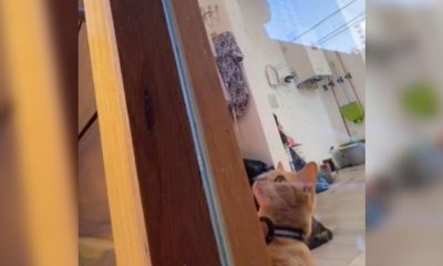 Gatita le abre la puerta de su casa