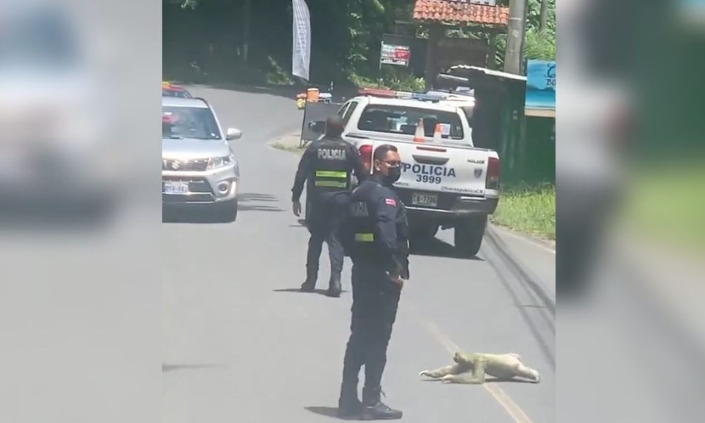 Perezoso detiene el tráfico en Costa Rica