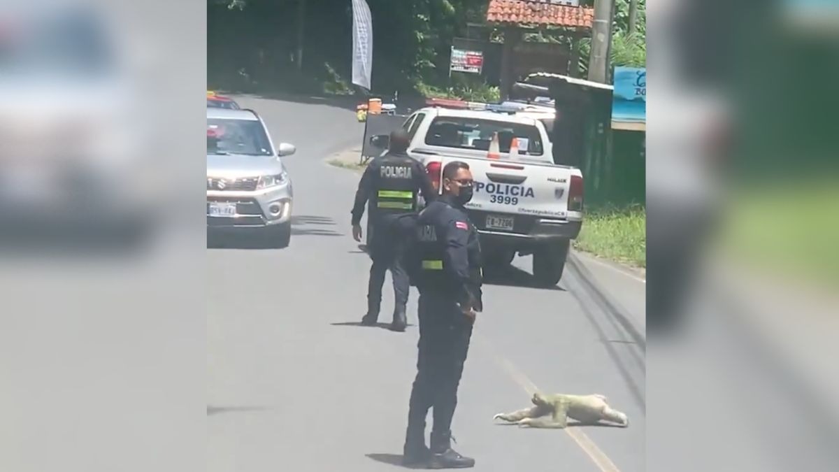Perezoso detiene el tráfico en Costa Rica