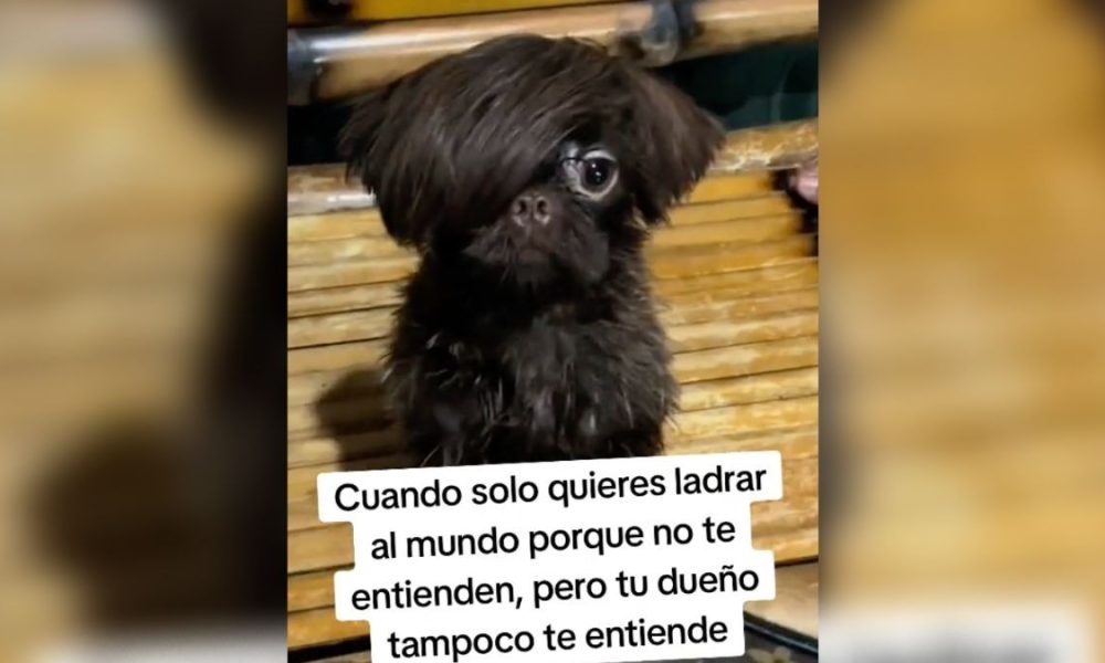 perrito emo