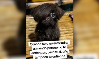 perrito emo