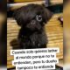 perrito emo