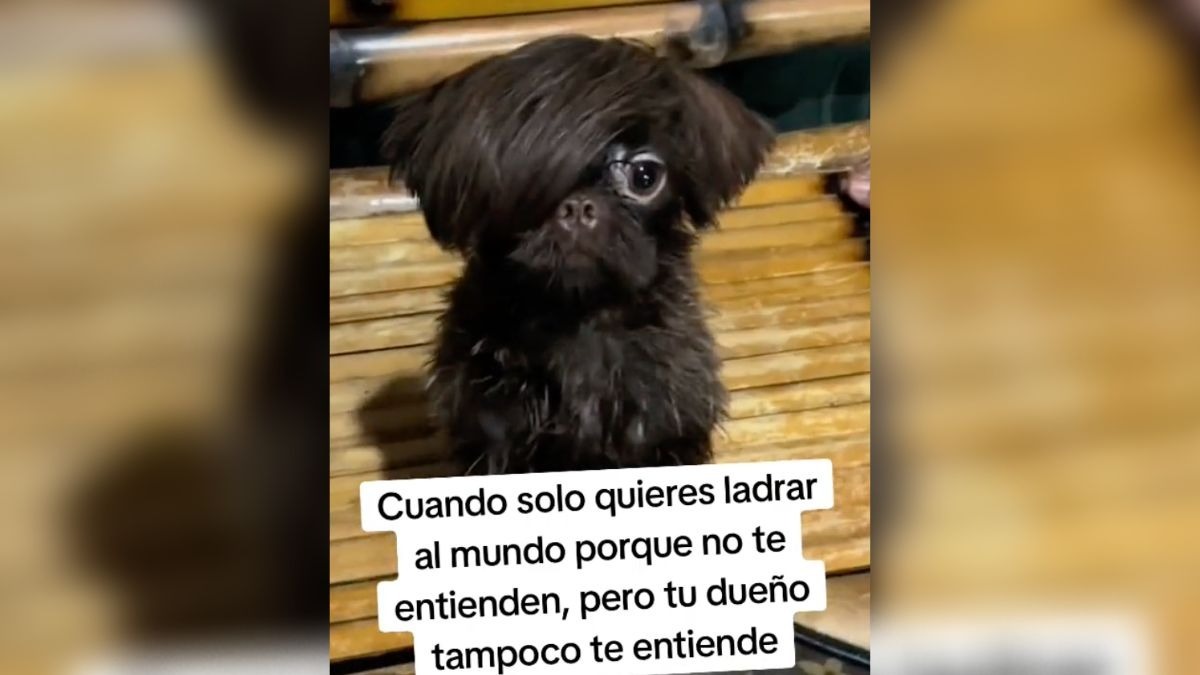 perrito emo