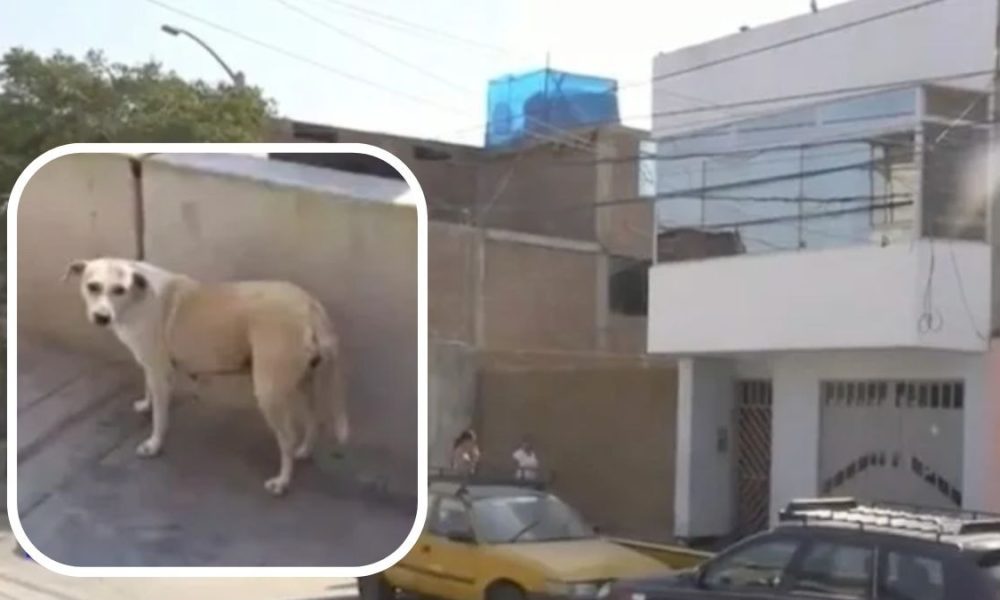 Perrito apaga explosivo en casa con su pipí