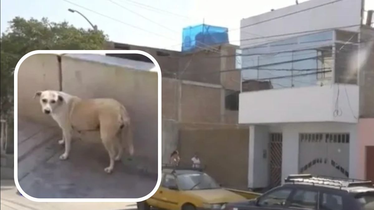 Perrito apaga explosivo en casa con su pipí