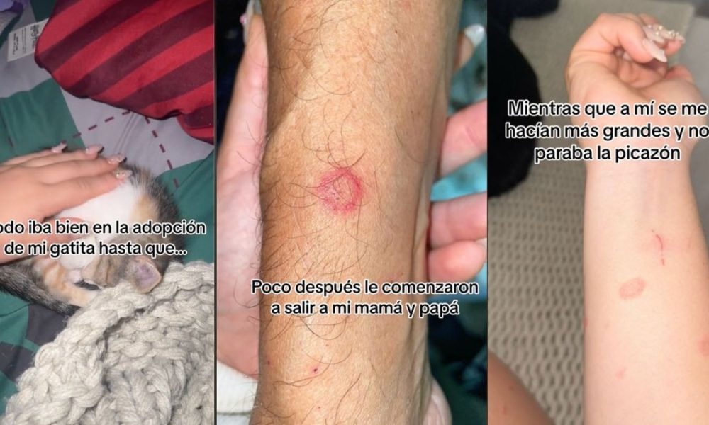 Rescata a una gatita y le pega unas ronchas en la piel