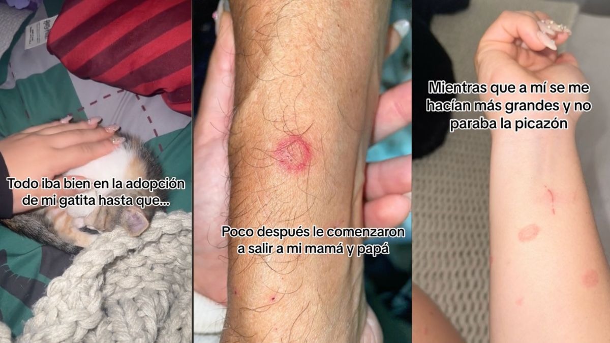 Rescata a una gatita y le pega unas ronchas en la piel