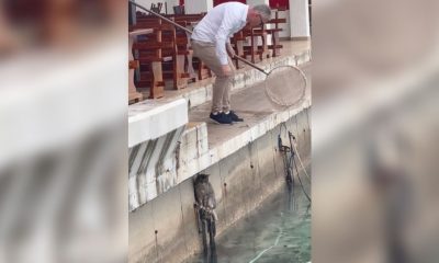 Gatito cae al agua y un hombre lo rescata