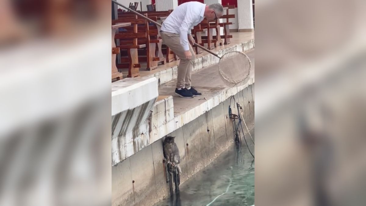 Gatito cae al agua y un hombre lo rescata