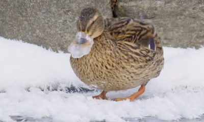 pato con pico congelado