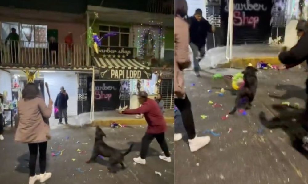 Perrito se roba la piñata en una posada