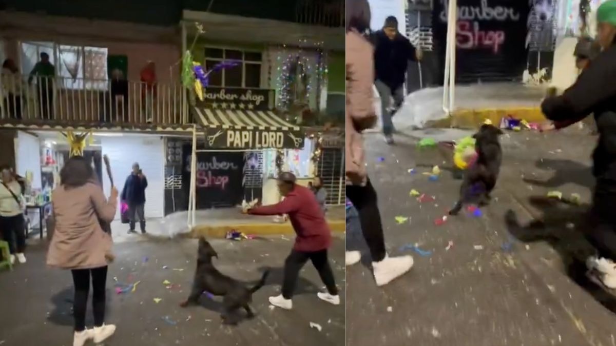 Perrito se roba la piñata en una posada