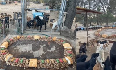 Rosca de Reyes para perritos