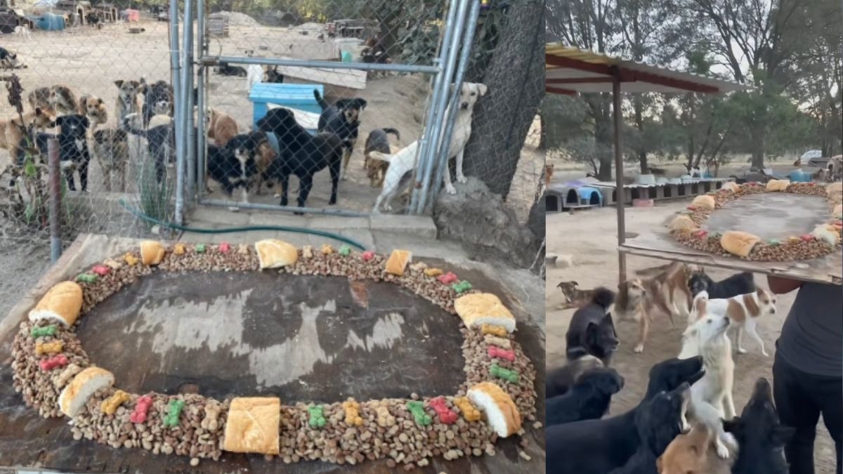 Rosca de Reyes para perritos