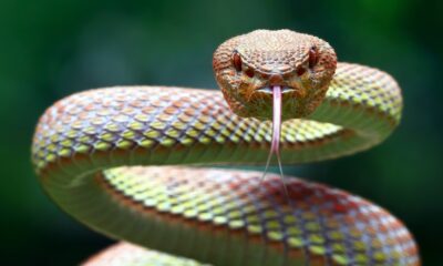 serpiente