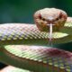 serpiente